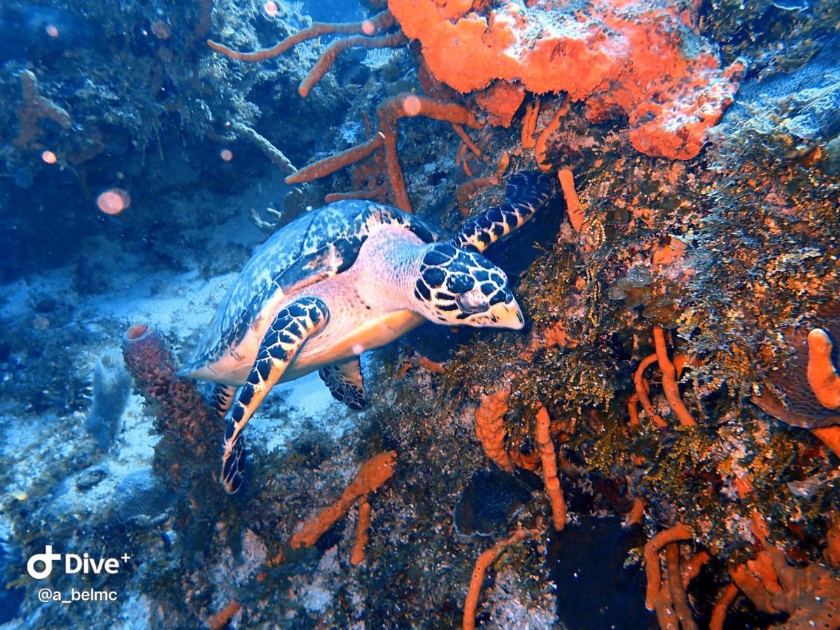 Mi Refugio Dive House * Cozumel